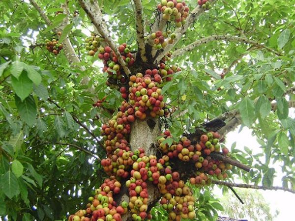 Mơ thấy cây sung đánh con gì?