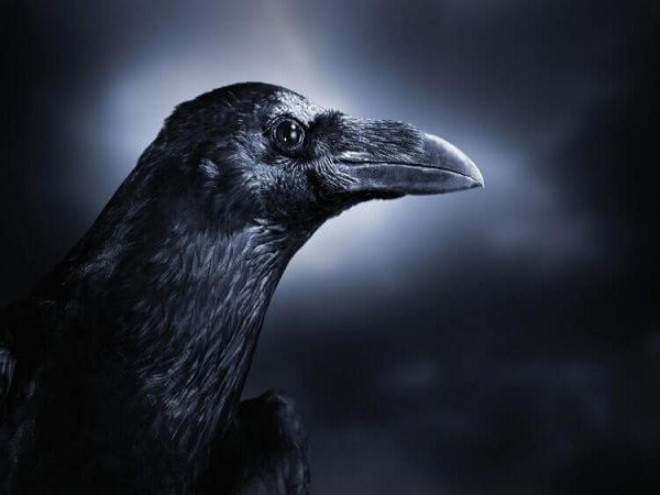 Mơ thấy quạ đen có điềm báo gì và đánh con số nào trúng?