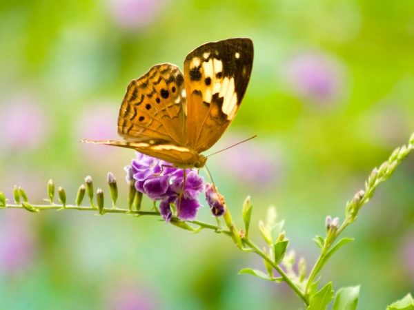 Mơ thấy bướm đánh con gì