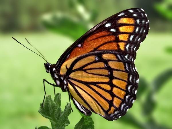 Mơ thấy bướm đánh con gì