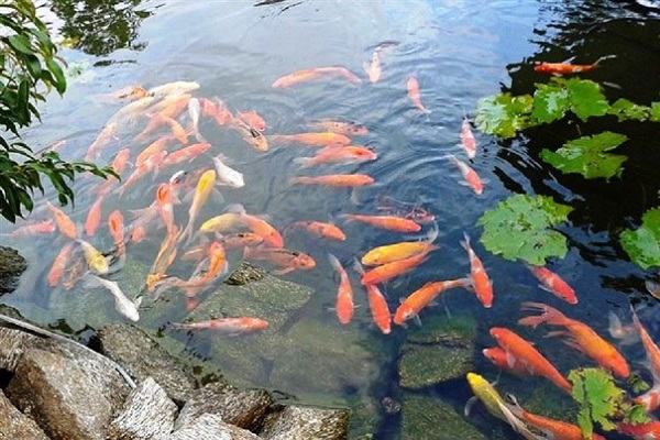 Nằm mơ thấy nhiều cá đánh con gì