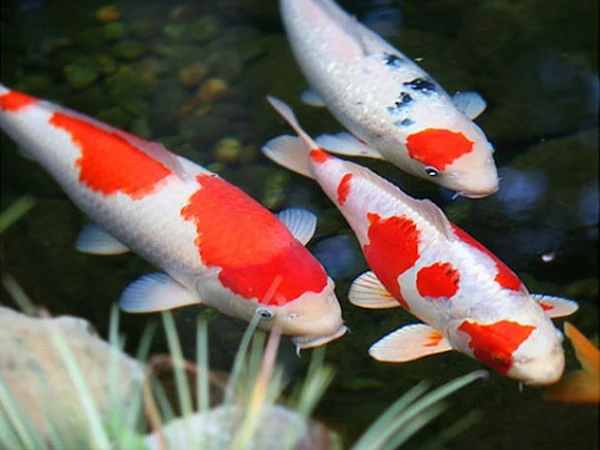 Nằm mơ thấy nhiều cá đánh con gì