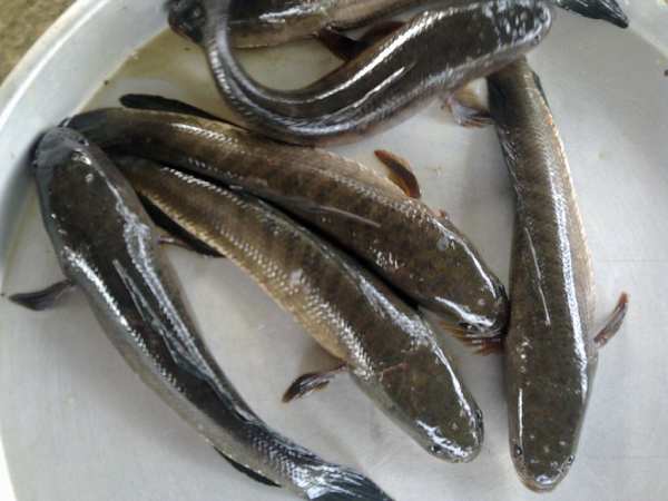 cá lóc số mấy