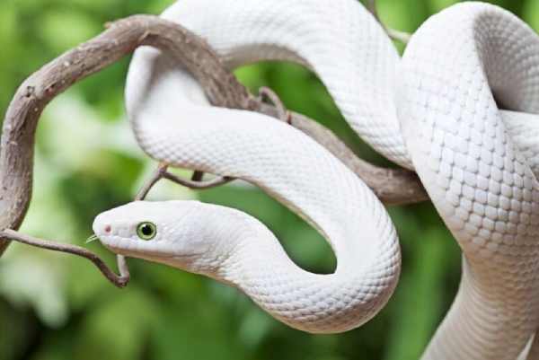 nằm mơ thấy rắn màu trắng