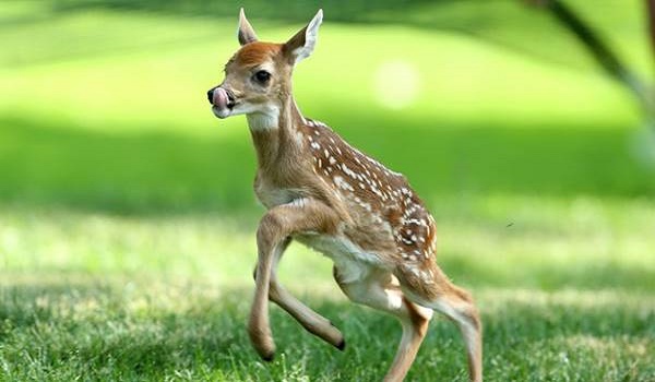 Giải mã ý nghĩa của giấc mơ thấy con nai là gì?