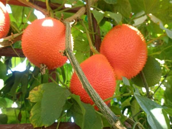 Nằm mơ thấy quả gấc