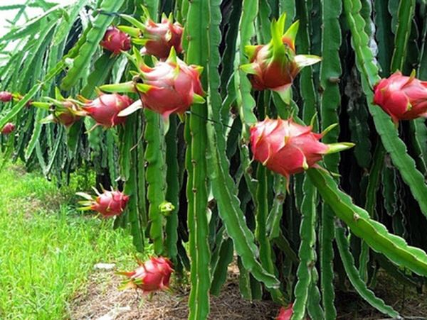 Mơ thấy quả thanh long Mơ thấy quả thanh long