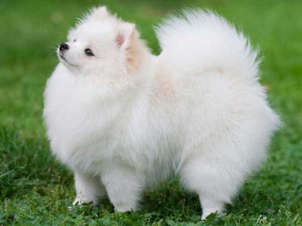 Ngủ mơ thấy chó trắng có điềm báo gì