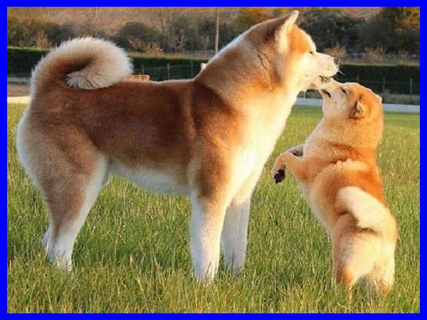 Chó vàng số mấy - Nằm mơ thấy chó vàng đánh con gì