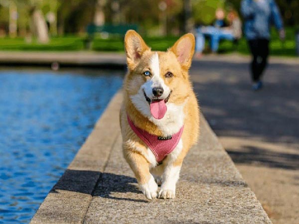 Ngủ mơ thấy chó vàng là điềm báo gì