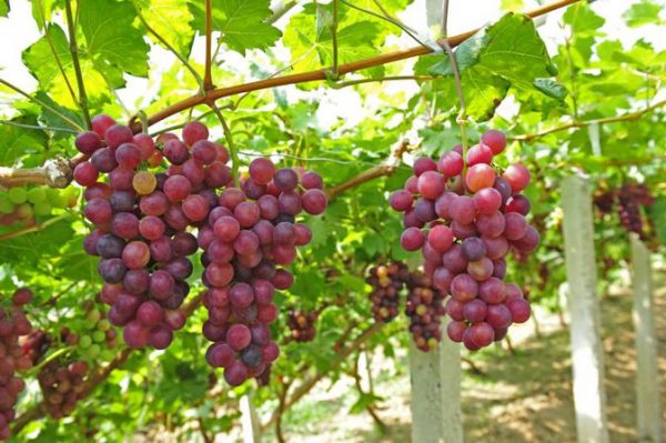 mơ thấy quả nho