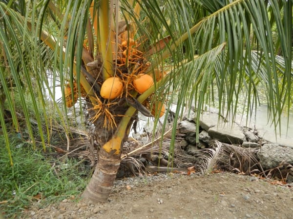 Phân tích ý nghĩa giấc mơ thấy cây dừa dự báo may hay rủi sắp tới?