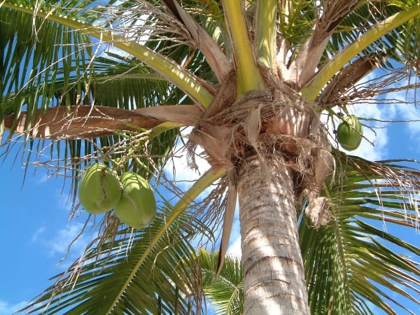 Mơ thấy cây dừa may hay xui đánh con gì sinh sôi tài lộc?