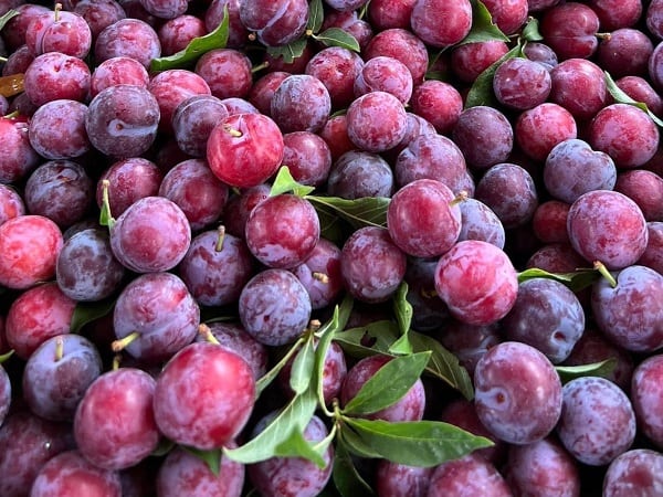 Mơ thấy quả mận Mơ thấy quả mận