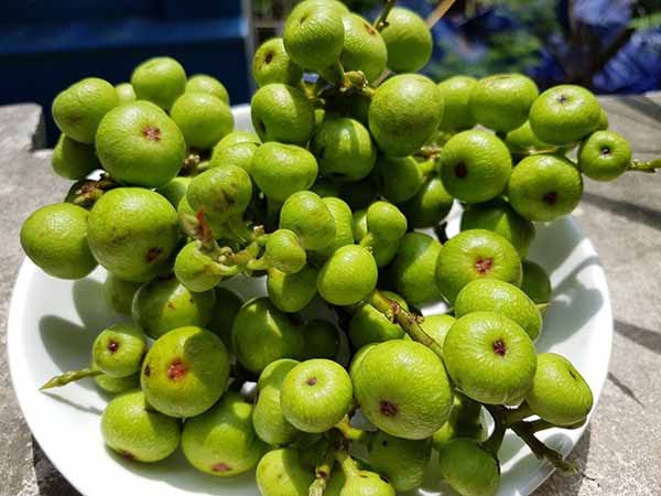 Ngủ mơ thấy quả sung báo điềm gì