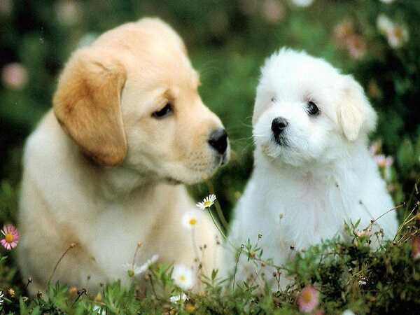 Con số may mắn tuổi Bính Tuất
