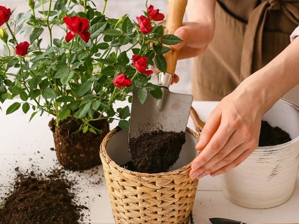 Trồng hoa là số mấy? Thấy trồng hoa có ý nghĩa gì?