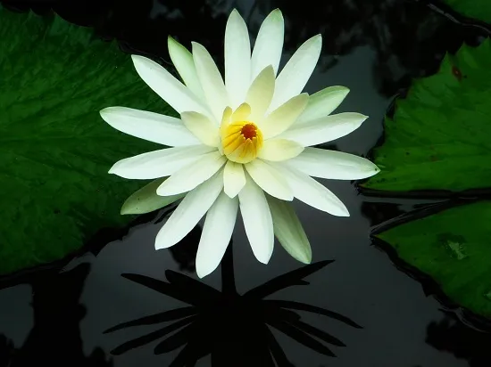 mơ thấy hoa súng