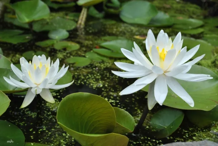 Luận giải ý nghĩa giấc mơ thấy hoa súng