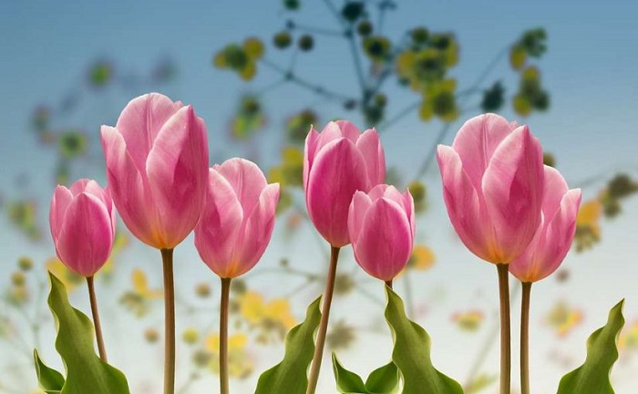 mơ thấy hoa tulip
