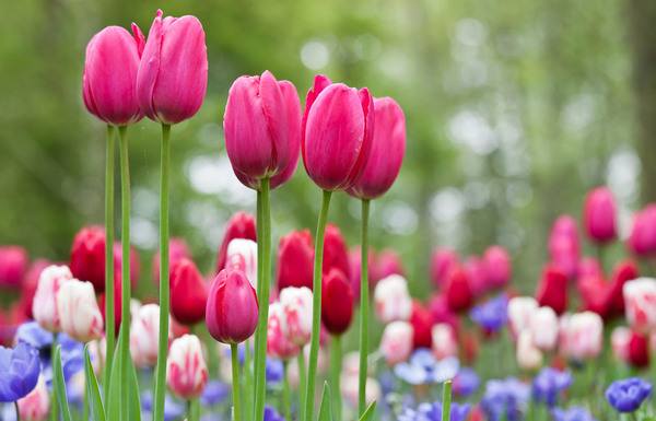 Giải mã bí ẩn giấc mơ thấy hoa tulip