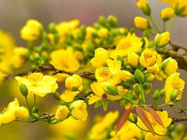 Nhìn thấy hoa mai – Điềm báo vận xui đang tới hay cuộc đời lên hương?