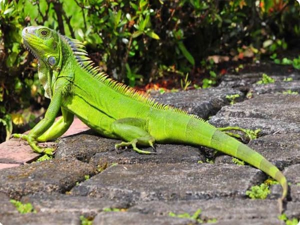 Giải mã 1 số điềm báo khác liên quan đến kỳ nhông