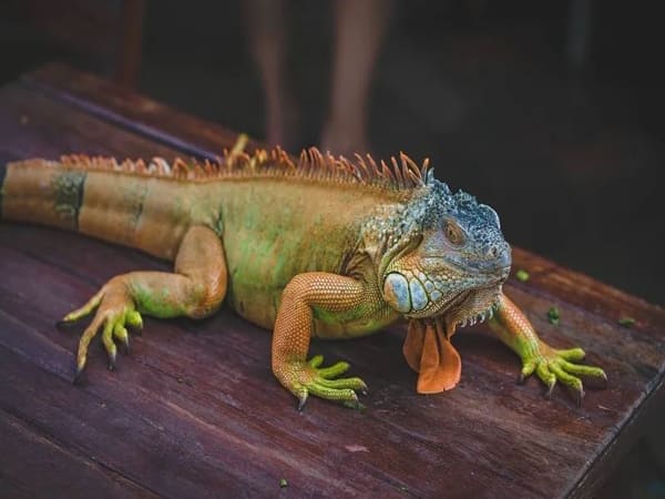 Kỳ nhông vào nhà là điềm báo gì lành hay gở?