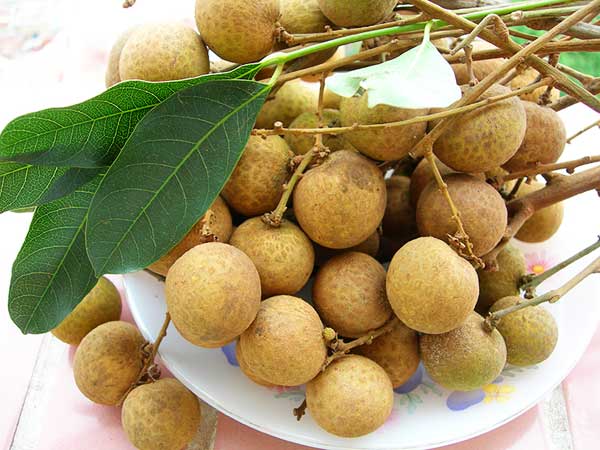 Trông thấy quả nhãn lồng có đem lại điềm báo tích cực?