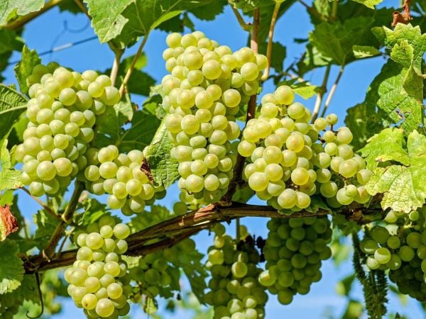 Giải mã mơ thấy quả nho có con số nào may mắn?