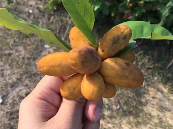 Bỗng dưng thấy quả dủ dẻ mang những ý nghĩa gì kỳ lạ?