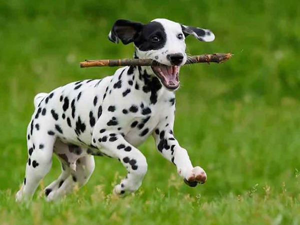Mơ thấy chó đốm đánh ngay con gì số mấy? 