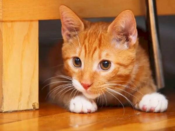 Ngủ mơ thấy mèo vàng vào nhà mang điềm báo trước gì?  2