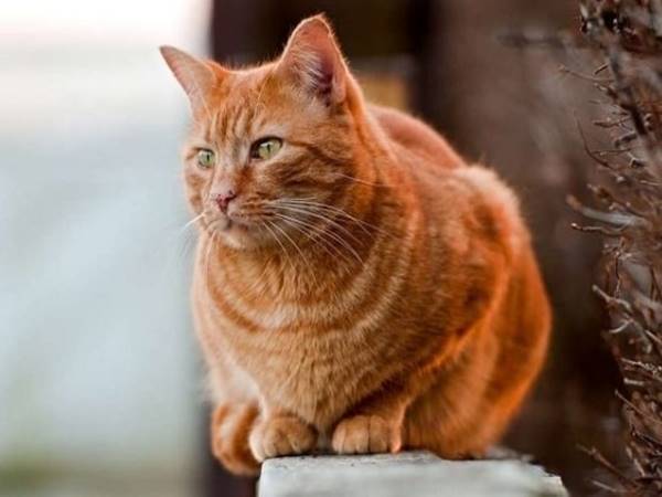 Ngủ mơ thấy mèo vàng vào nhà mang điềm báo trước gì?