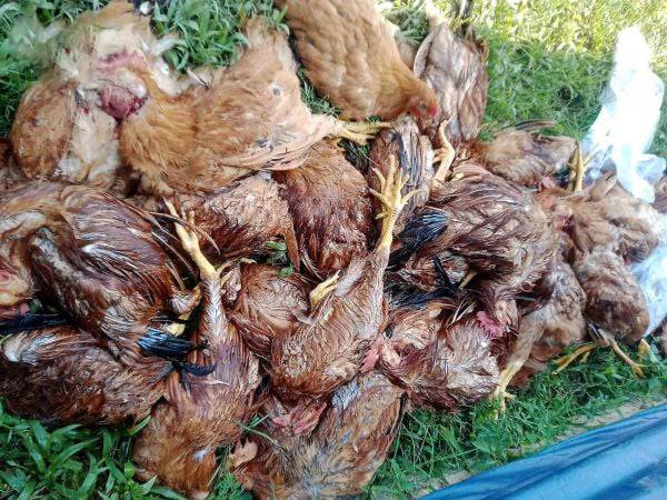 Nằm mơ thấy gà chết hàng loạt có điềm báo gì? Hên hay xui?