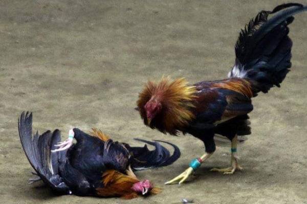 Mơ thấy gà chết rồi sống lại