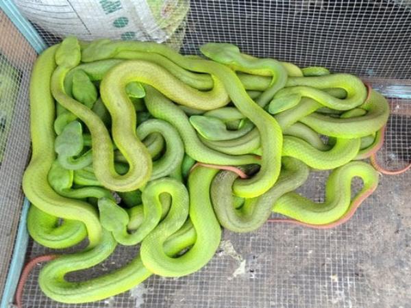 Chiêm bao thấy đàn rắn lục