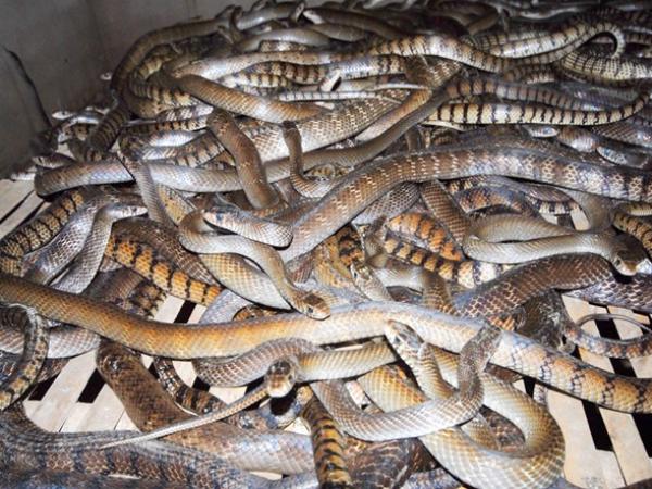 Nằm mơ thấy đàn rắn là điềm tốt hay xấu, số gì may mắn?