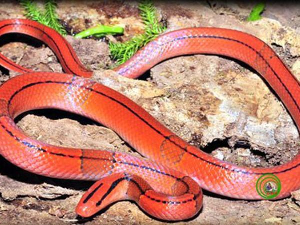 Nằm mơ thấy rắn đỏ là điềm gì? Phân tích ý nghĩa giấc mơ