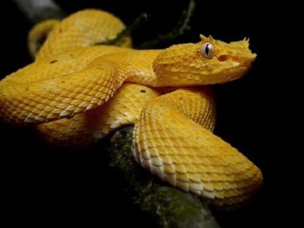 Nằm mơ thấy rắn vàng cắn