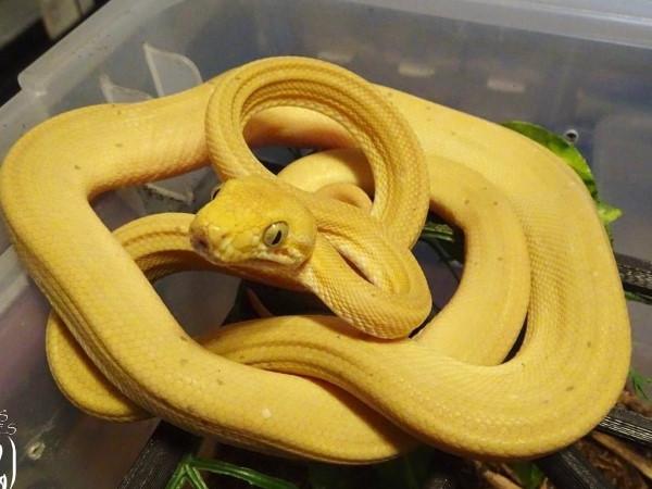 Nằm mơ thấy rắn vàng là điềm gì, số gì đem lại cát lành?