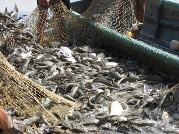 Giải mã nằm mơ thấy bắt cá đánh con gì trúng thưởng?