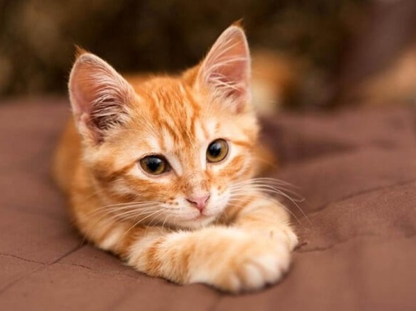 Con số may mắn hôm nay 21/1/2026 thứ 4 của 12 con giáp