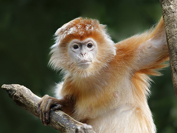 Con số may mắn hôm nay 21/1/2026 thứ 4 của 12 con giáp