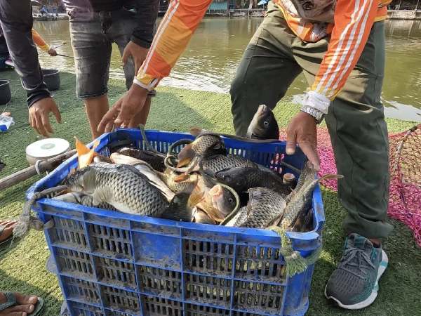 Nằm mơ thấy bắt được nhiều cá là điềm gì? Lộc lớn chăng?