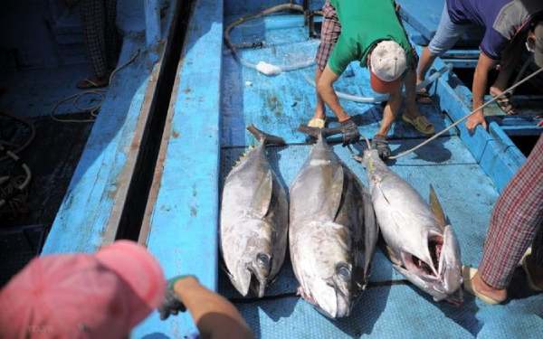 Mơ thấy bắt được nhiều cá bằng tay không