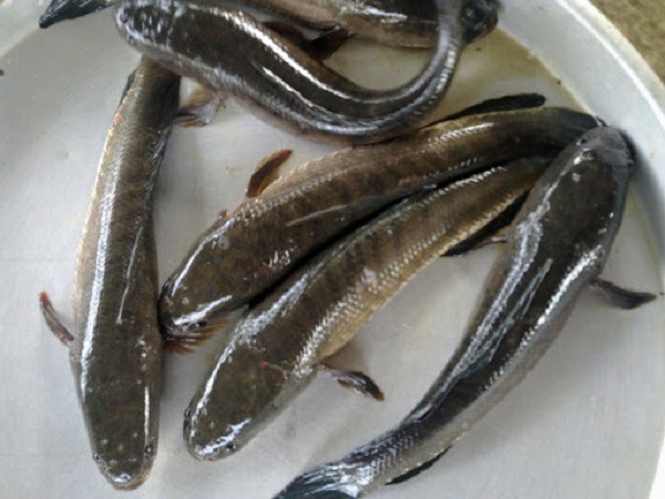 Hé lộ nằm mơ thấy bắt cá lóc là điềm gì, số mấy may mắn?