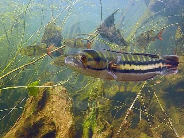 Giải mã nằm mơ thấy bắt cá lóc đánh con gì, số mấy may mắn?