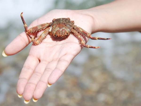 Nằm mơ thấy bắt cua là điềm gì? Lộc sắp về thật không?