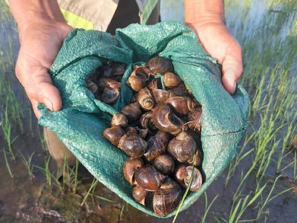 Nằm mơ thấy bắt ốc là điềm gì, số gì phát tài phát lộc?